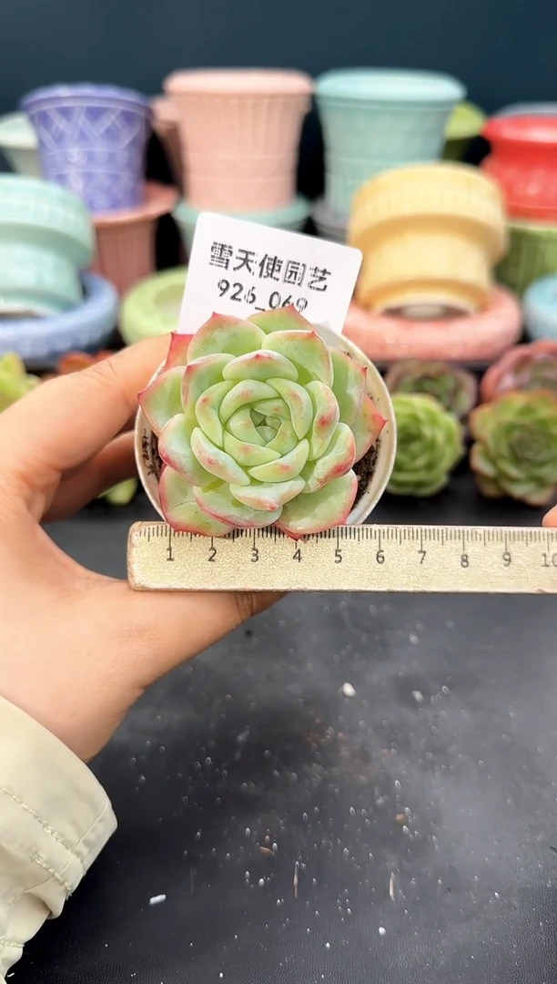 926-069青山（冠幅5cm）