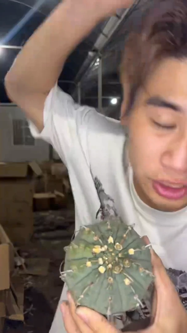 2颗 大号 一三本刺【实生根】