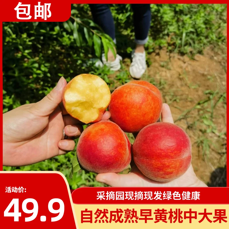 丰泽湖现摘彩虹黄桃 新鲜4.5斤皮薄多汁包邮