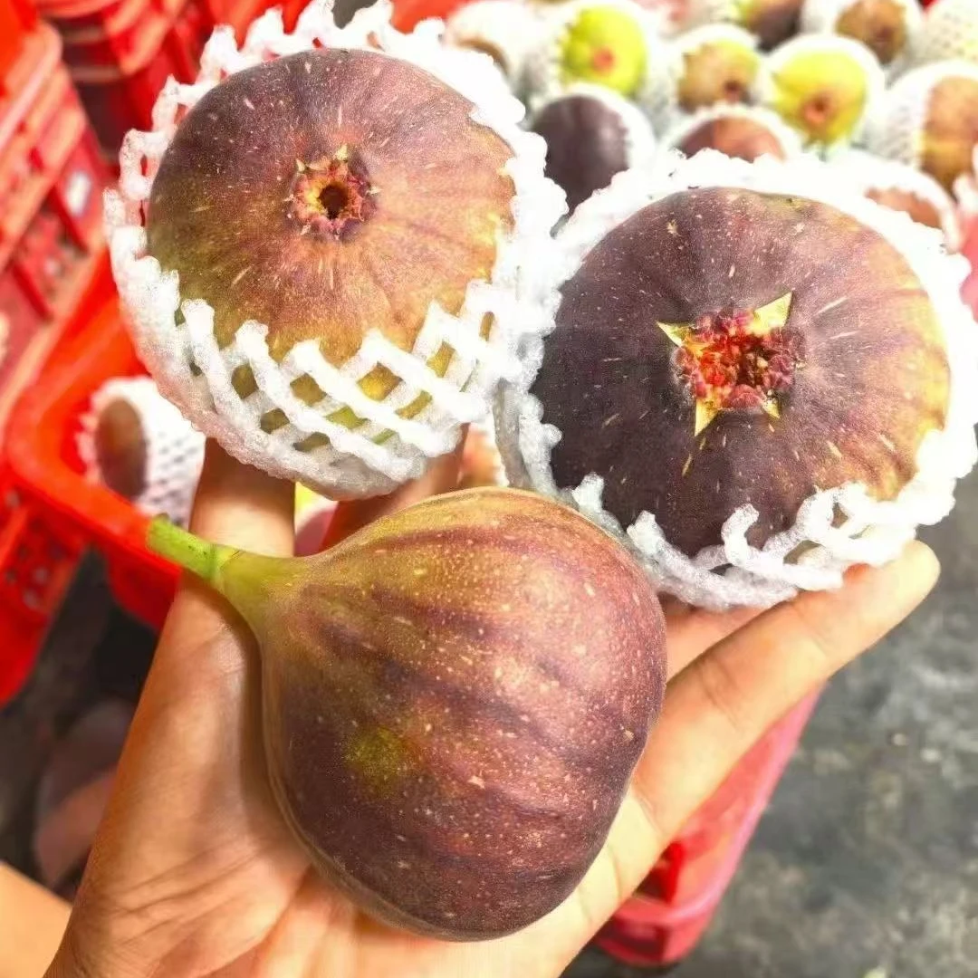 【顺丰快递】无花果当季水果香甜软糯新鲜现摘1-5斤