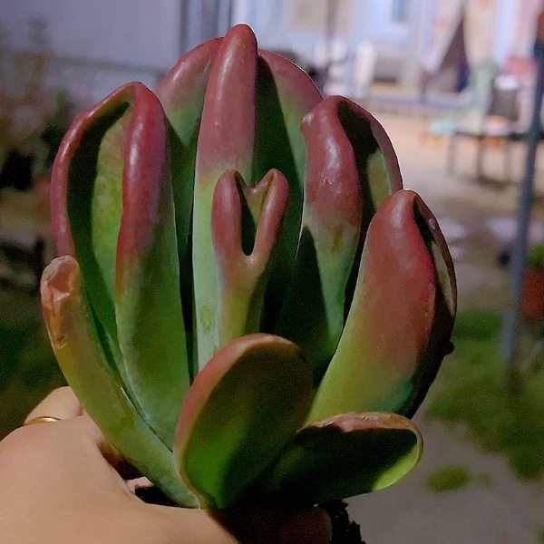 火狐狸  黄大锤多肉阳台露台植物栽种养护