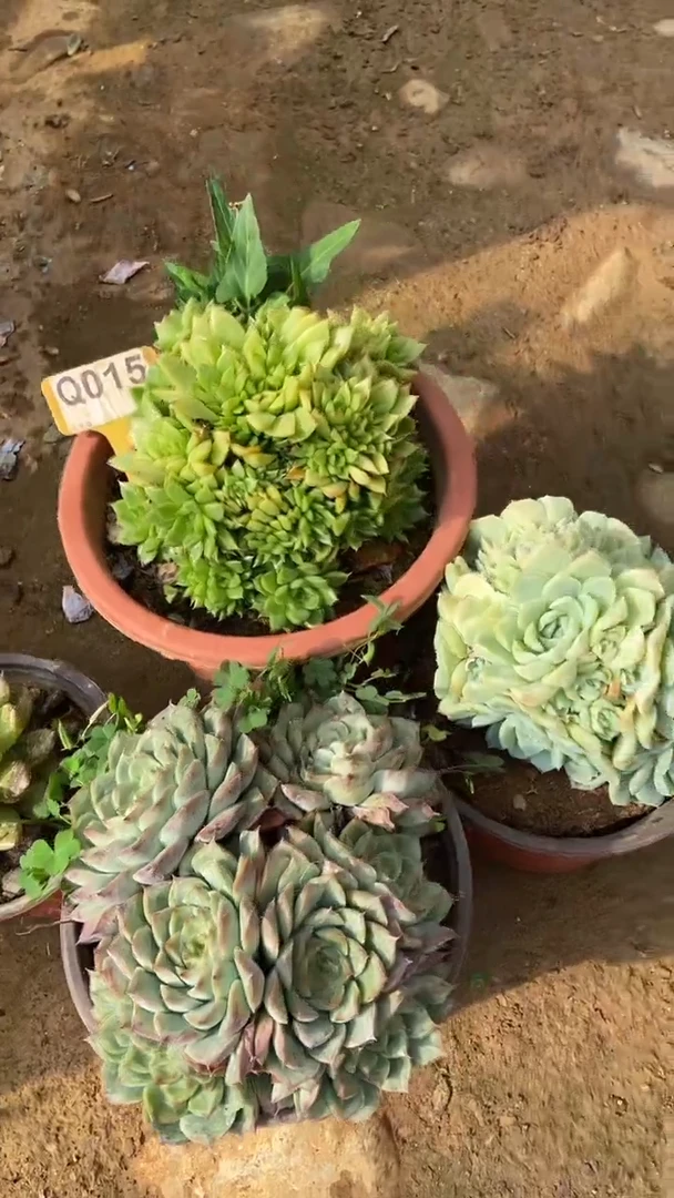 Q015多肉组合默认脱土发货