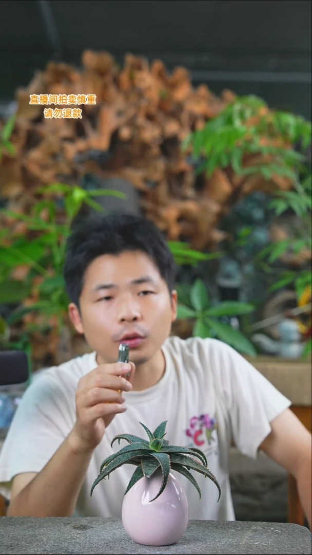 完全开放圣诞芦荟124+