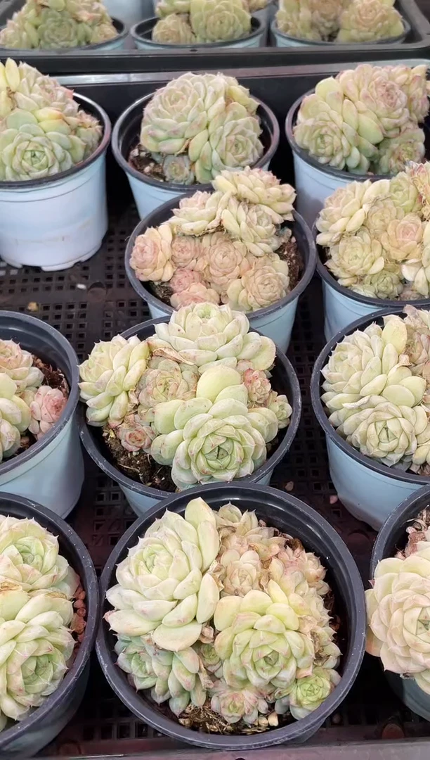 闪购2243  萤石蔷薇多肉一颗