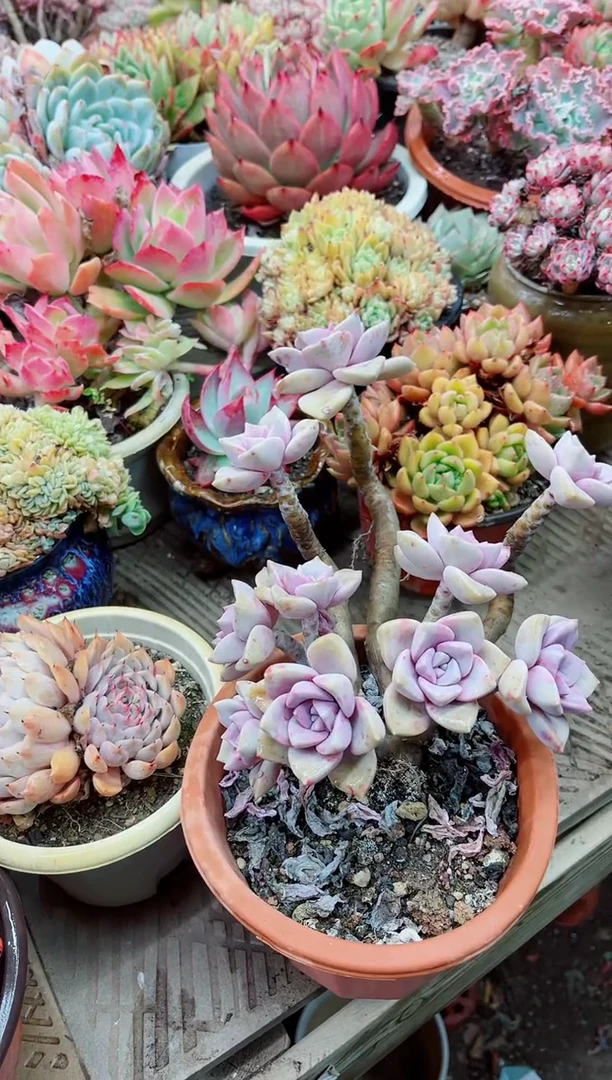 【闪购商品】04019