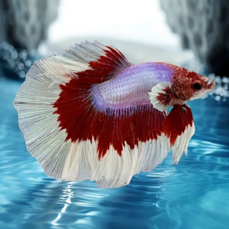 好养耐活的斗鱼纯白半月婚纱仙女热带观赏鱼桌面宠物