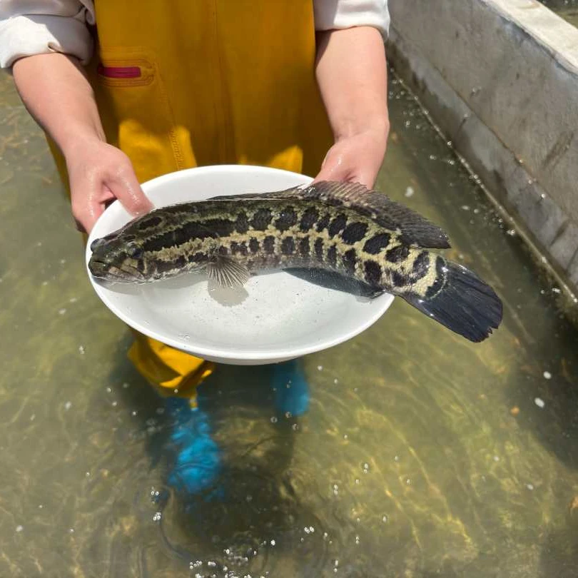 【活体】贵州黑鱼乌鱼乌棒财鱼（6-20厘米）观赏鱼淡水鱼冷水鱼