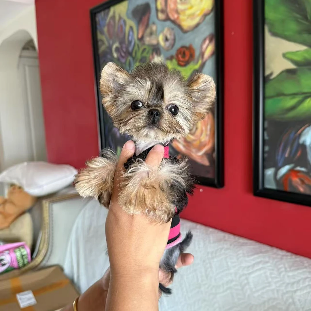 【艾米家的小马和小约】宠物活体链接