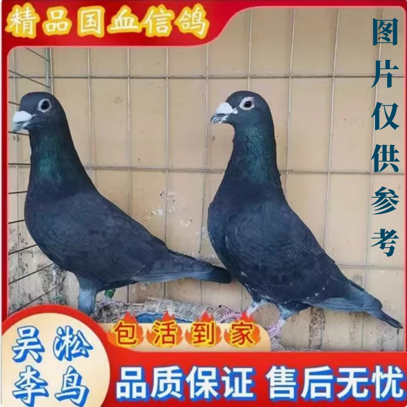 鸽子活体李鸟吴淞信鸽成绩鸽鸽吴淞活体赛鸽公棚鸽天落