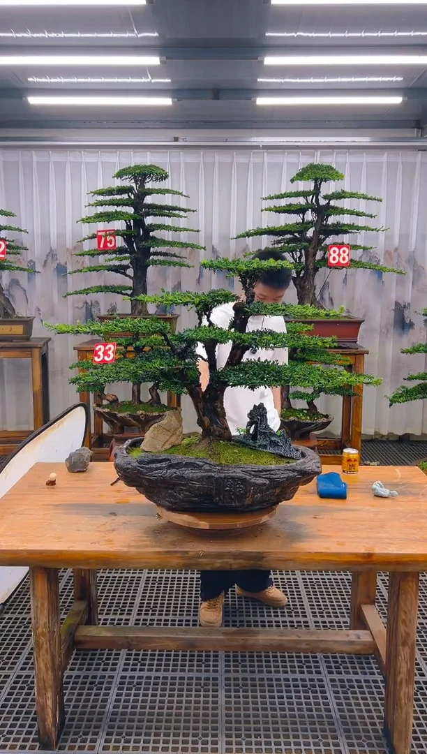 无花朵清*精品盆景直播间一物一拍