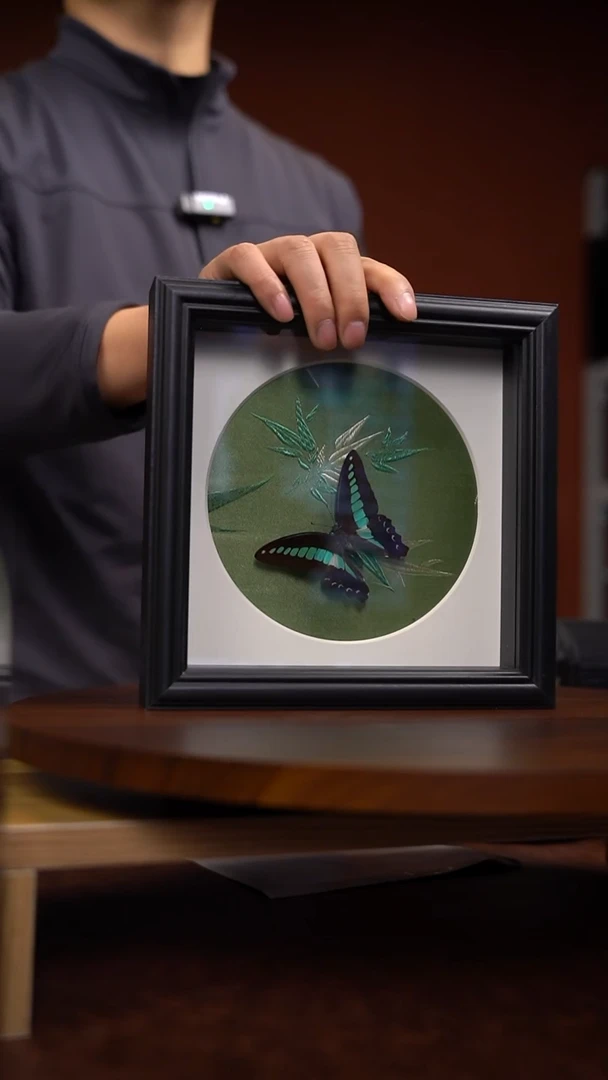 青凤蝶真蝴蝶标本常规品