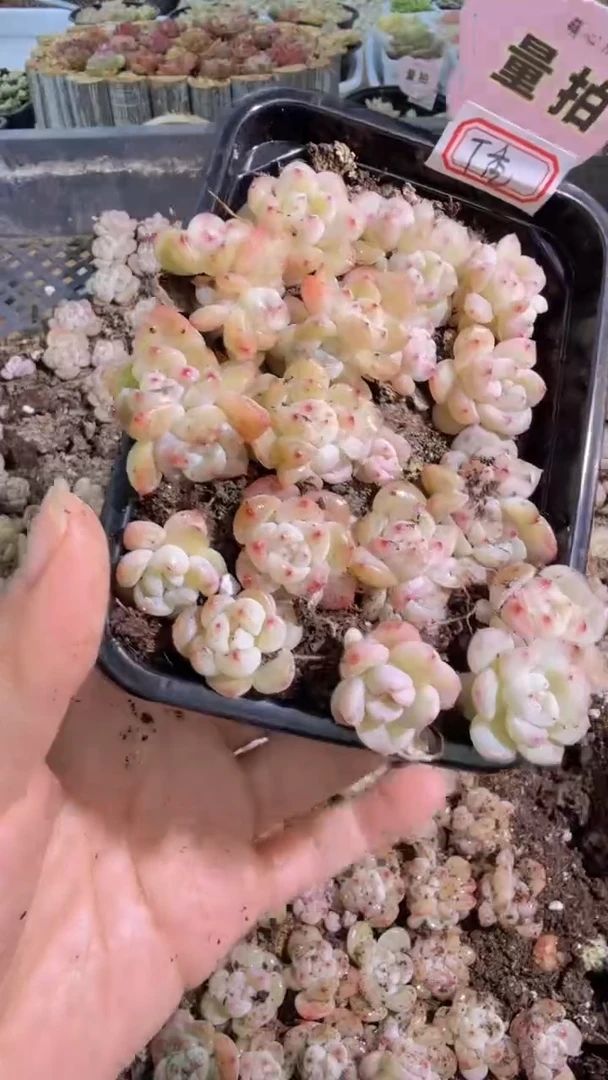 T秃切糕1盒 量拍多肉植物