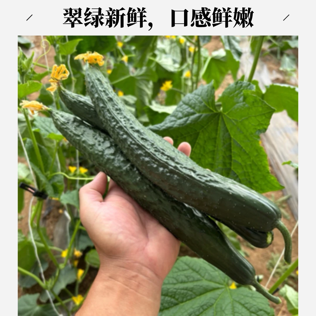 小满家黄瓜鲜脆可口平谷特色生态种植2斤装顺丰快递新鲜绿黄瓜