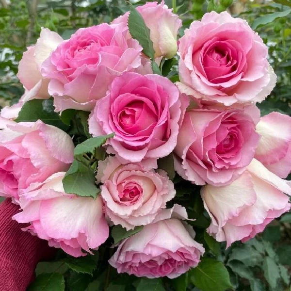 【罗伊无刺】1.2-1.4米月季花苗爬藤月季盆栽植物藤本蔷薇苗庭院