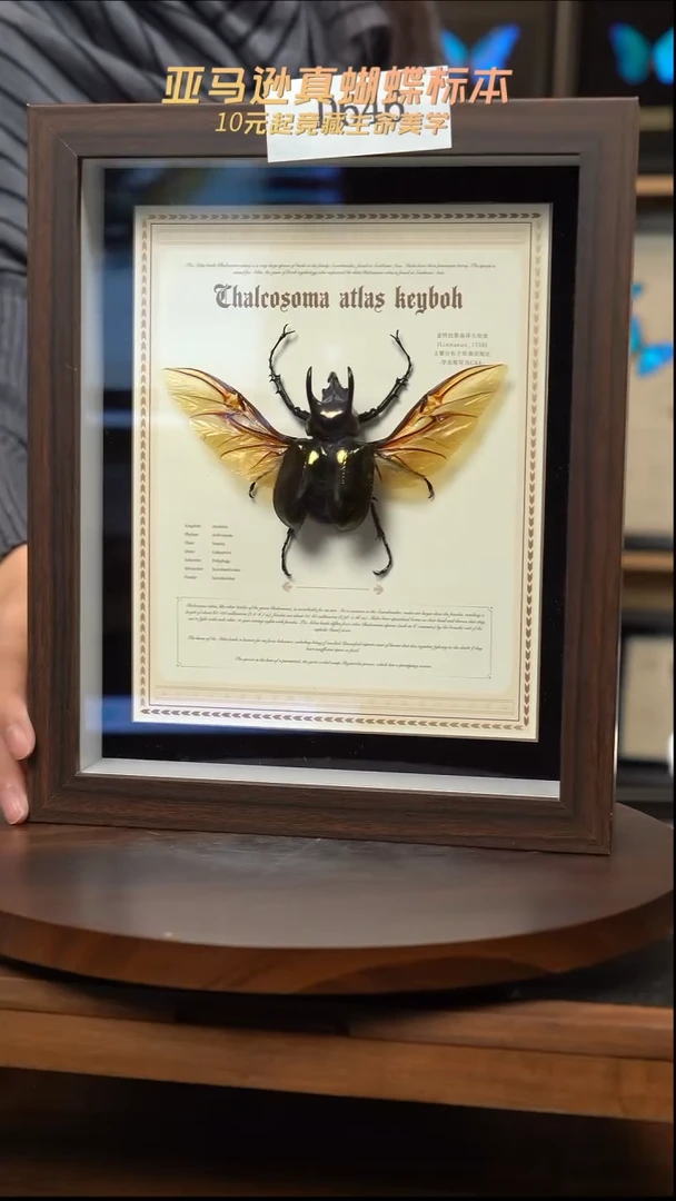 南洋大兜cak标本摆件d646