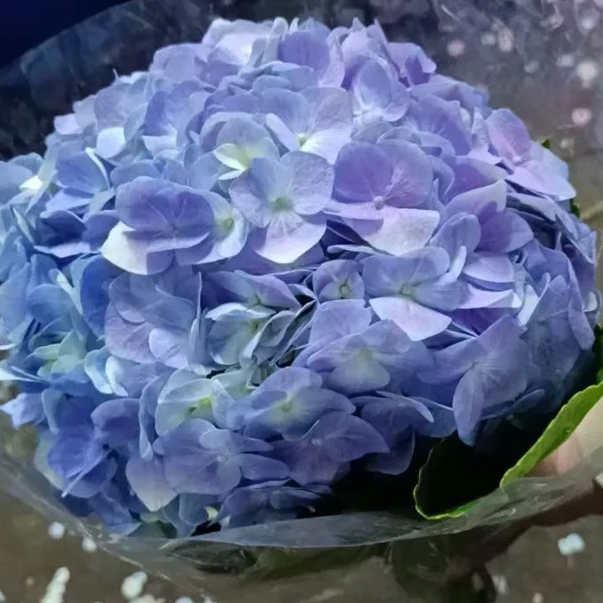 1支普通品种绣球 可选颜色  鲜切花配花配草 云南昆明斗南鲜花