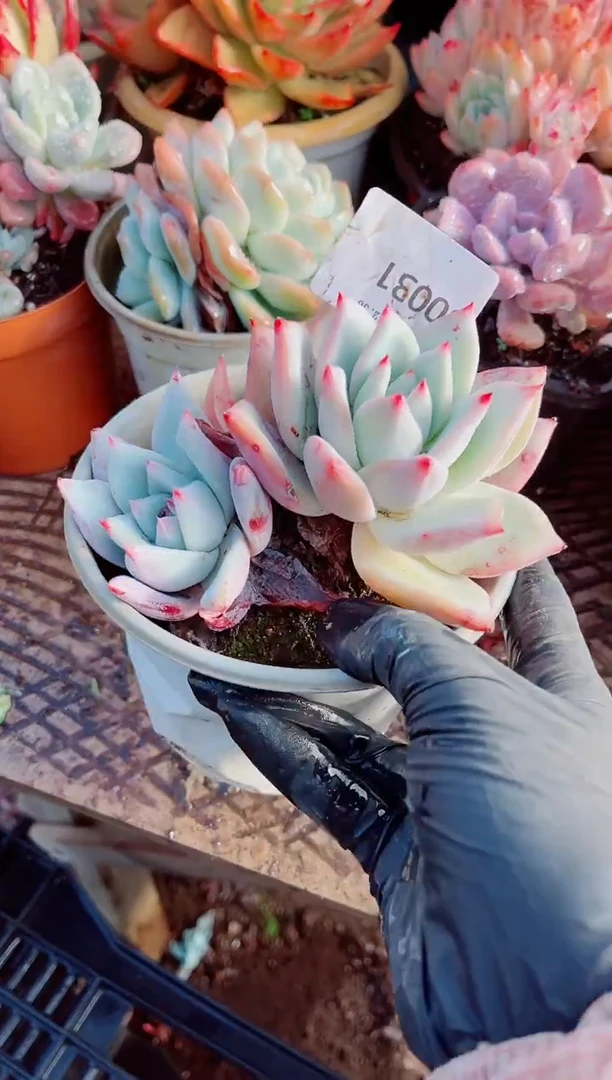 三*烟跃跃精品多肉30031