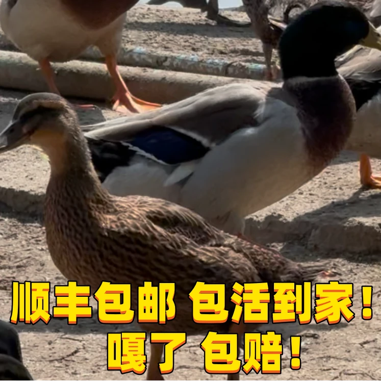 【顺丰包邮】宠物鸭野母鸭 2只