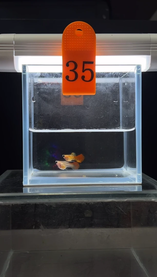 孔雀鱼银河普通体35