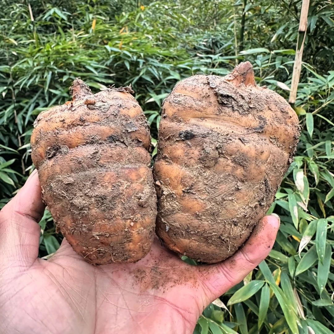 正宗小草坝高山乌天麻仿野生长