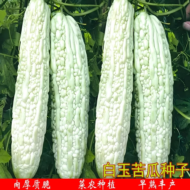 【全店满5包包邮】长白苦瓜蔬菜种子春夏四季盆栽白玉苦瓜籽长白苦
