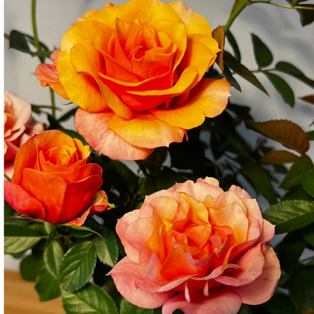 【艾帕索】 永远的艾帕索微型欧洲月季大花浓香 勤花四季开花