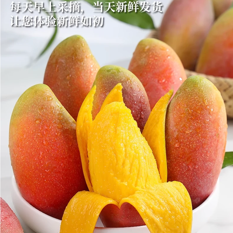 （京东包邮）三亚树熟红金龙贵妃芒果三亚果园采摘直发