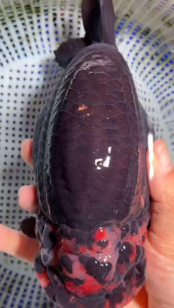 金鱼（运费自理，马印灯照射）福州追鱼兰寿金鱼