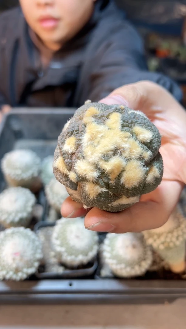 【闪购商品】28号自根丸尤龟甲连山6公分