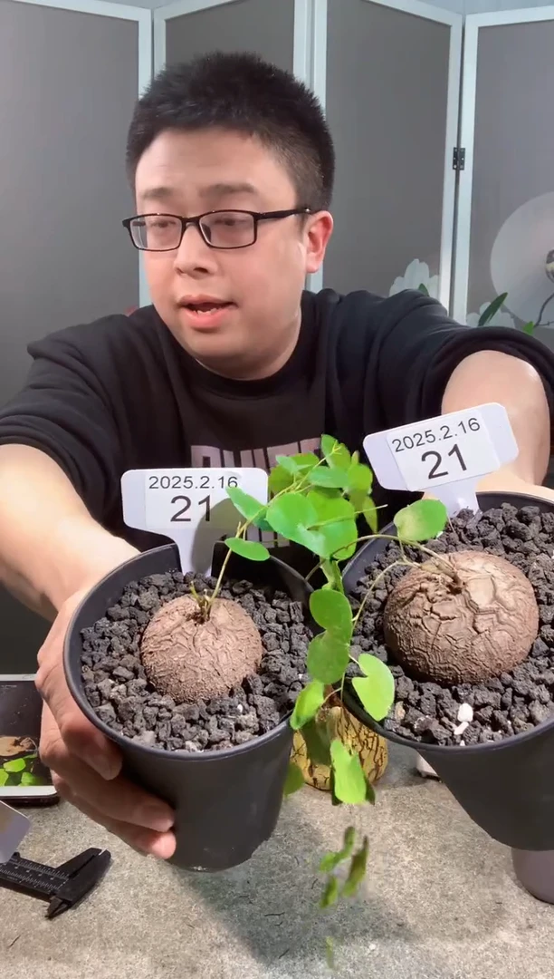 【闪购商品】南非龟甲龙2.16.21