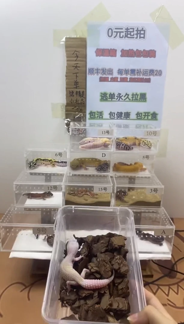 豹纹守宫豹纹守宫幼苗亚成体成体肥尾