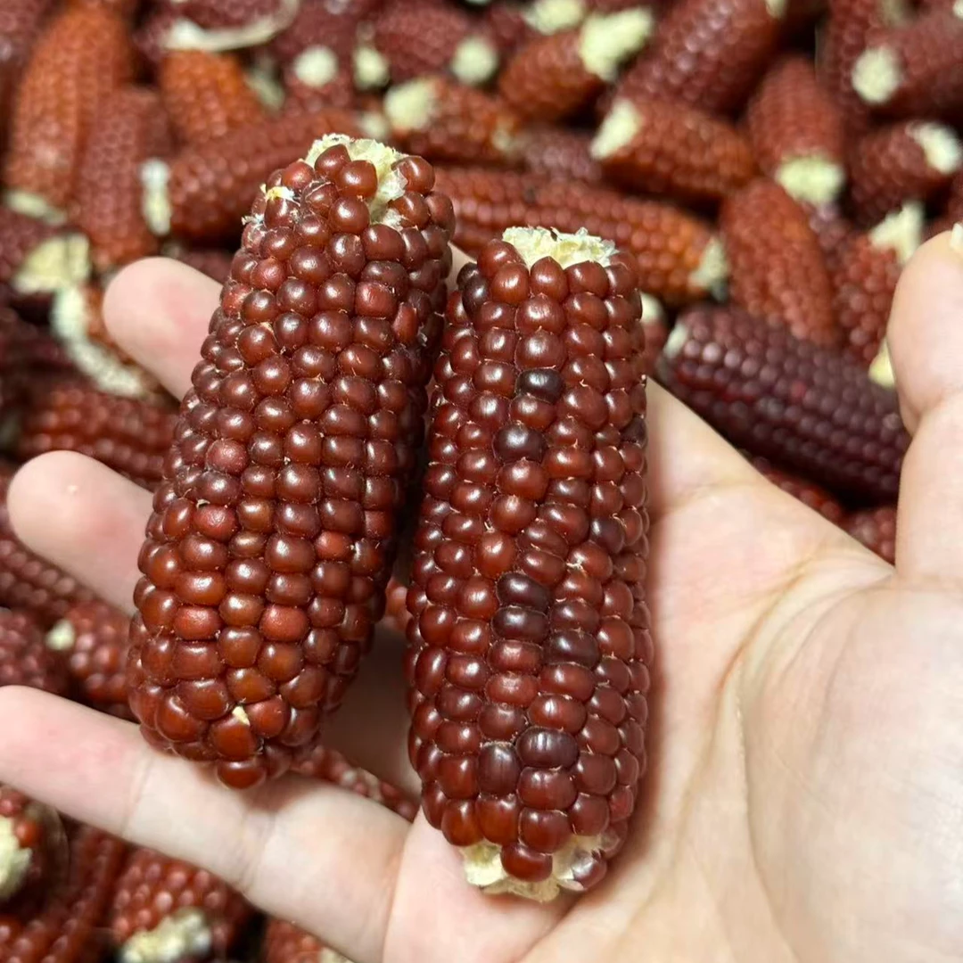 磨牙小玉米仓鼠零食金丝熊