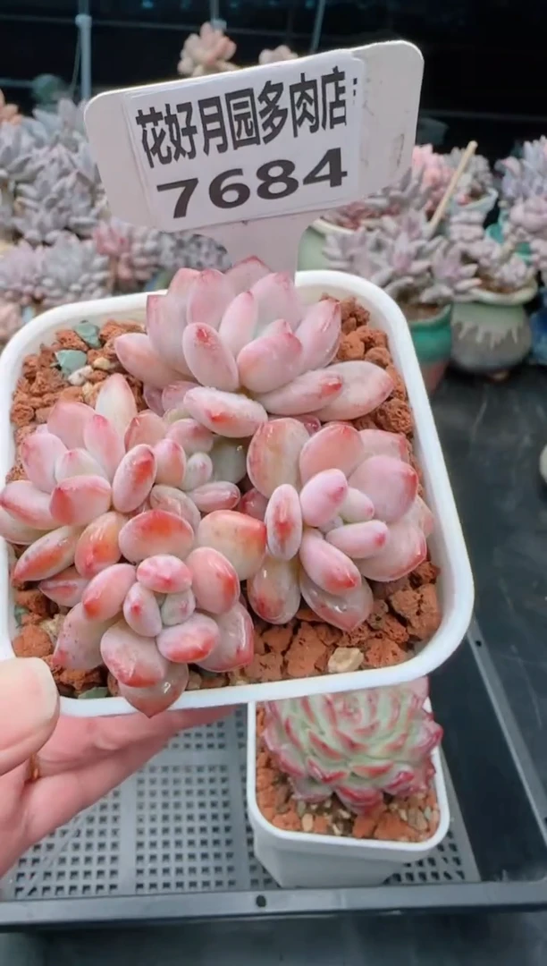 【闪购商品】7684苹果梦露