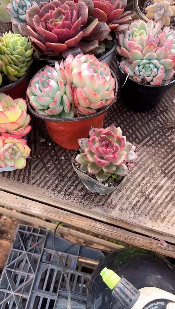 M*、多肉植物一物一拍16220