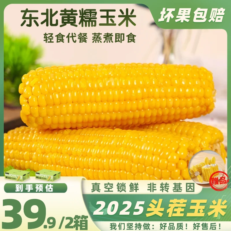 【东方推荐甄选】黄糯玉米16支10斤甄选黑土地粗粮代餐优质营养玉米