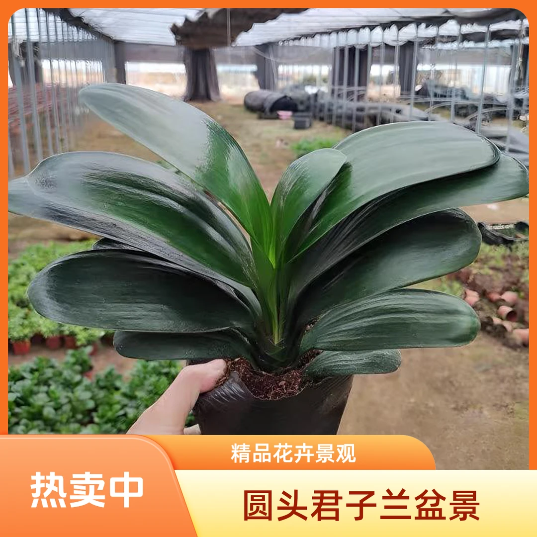 精品圆叶君子兰盆景10-12片叶国兰绿植花卉好养四季常青室内盆栽