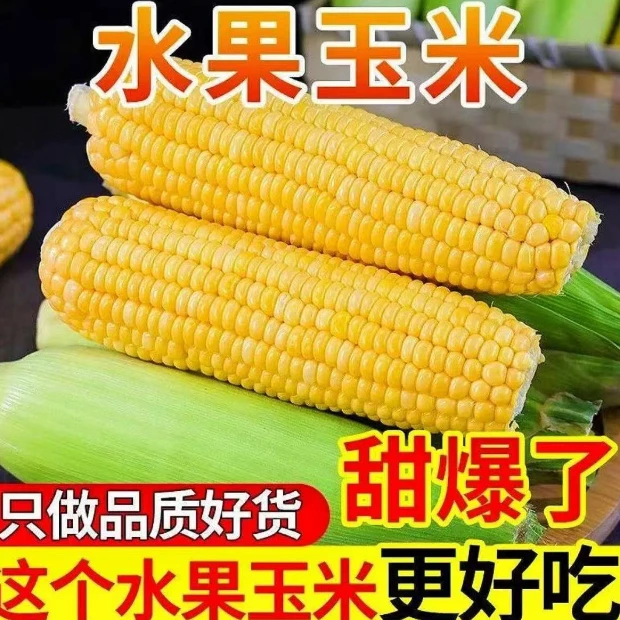【新品特惠】水果黄玉米 脆甜新鲜 现拍现发 包邮 明天到家5斤水果玉米云南省