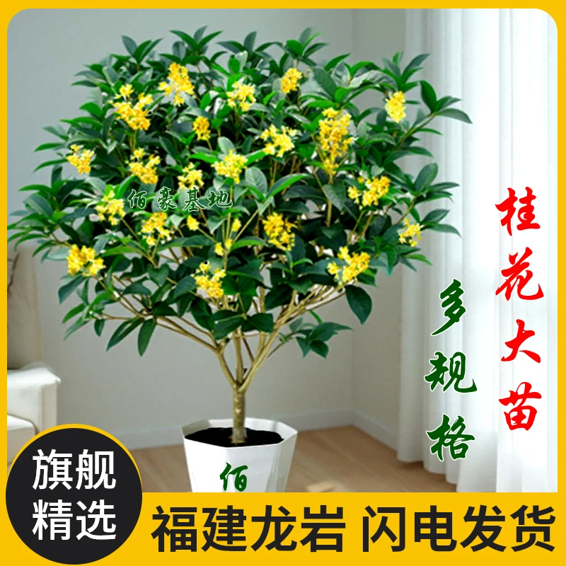 佰豪顺丰包邮四季桂花盆栽浓香型绿植月月桂花期超长室内盆景阳台