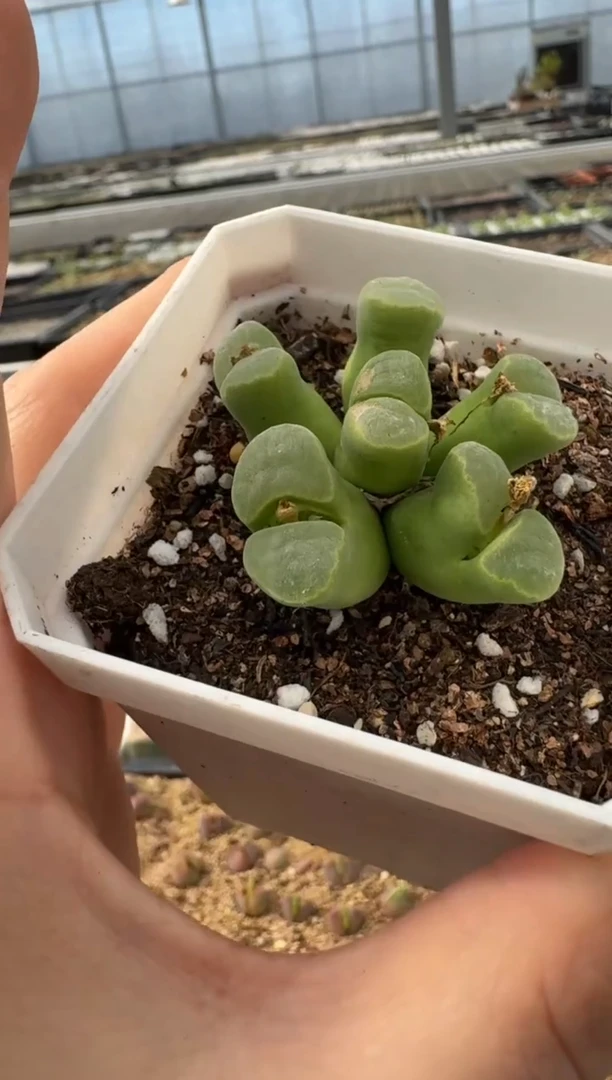 【闪购商品】2.5-68