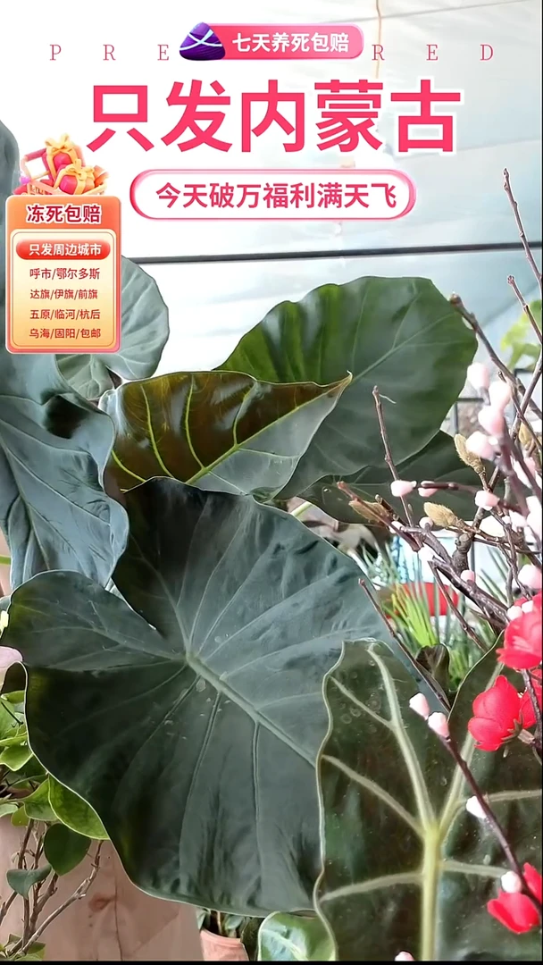 完全开放帝王盾盆栽