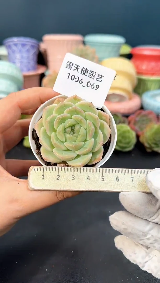 1006- 069 青山 （冠幅5cm）