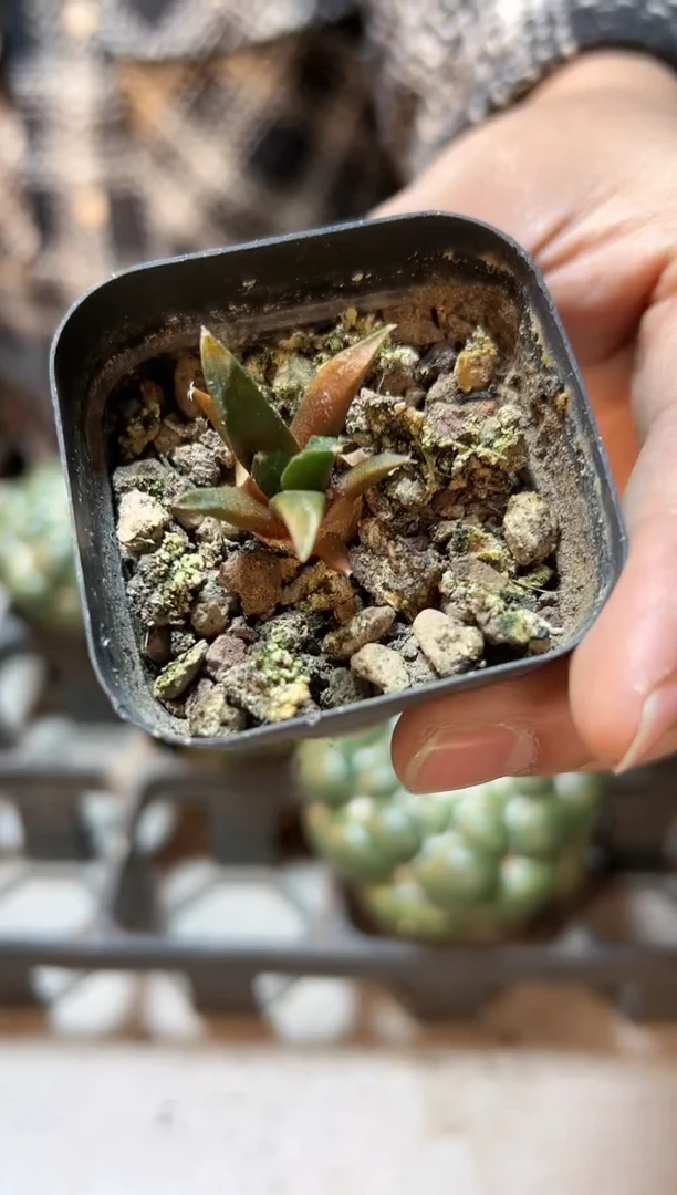 【闪购商品】13号实生牡丹锦2.5公分