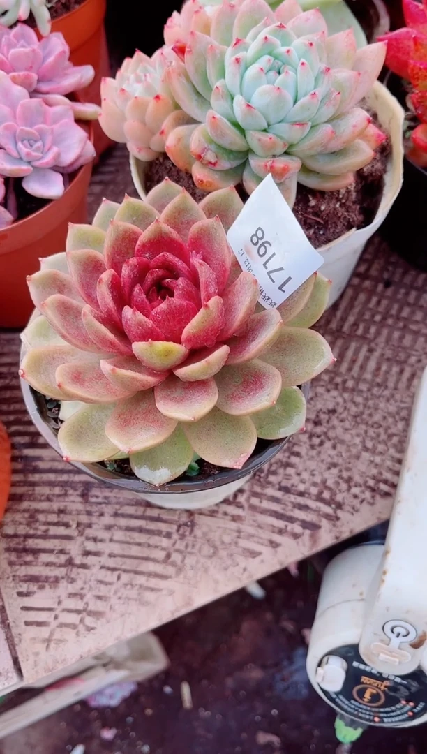 ”*”跃跃精品多肉17198