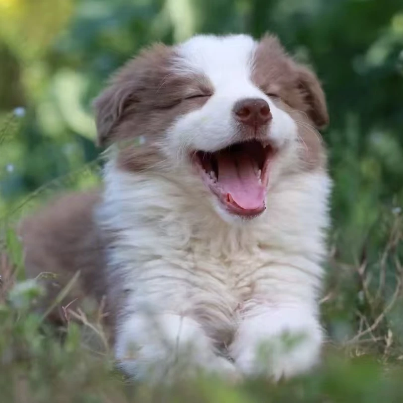 （车厘子萌宠）T狗狗活体