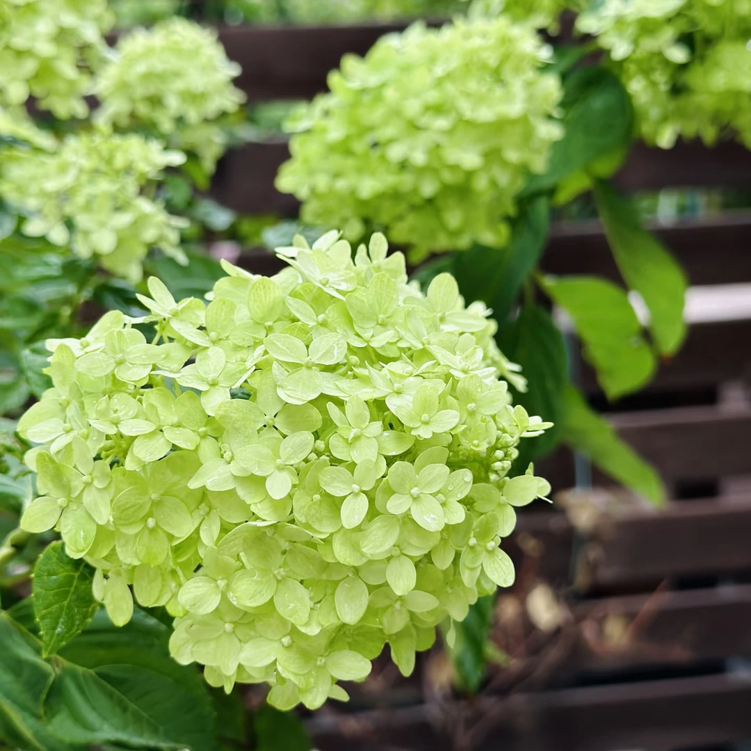 紫凝盛景花园活力青柠圆锥绣球阳台庭院盆栽地栽多季节开花
