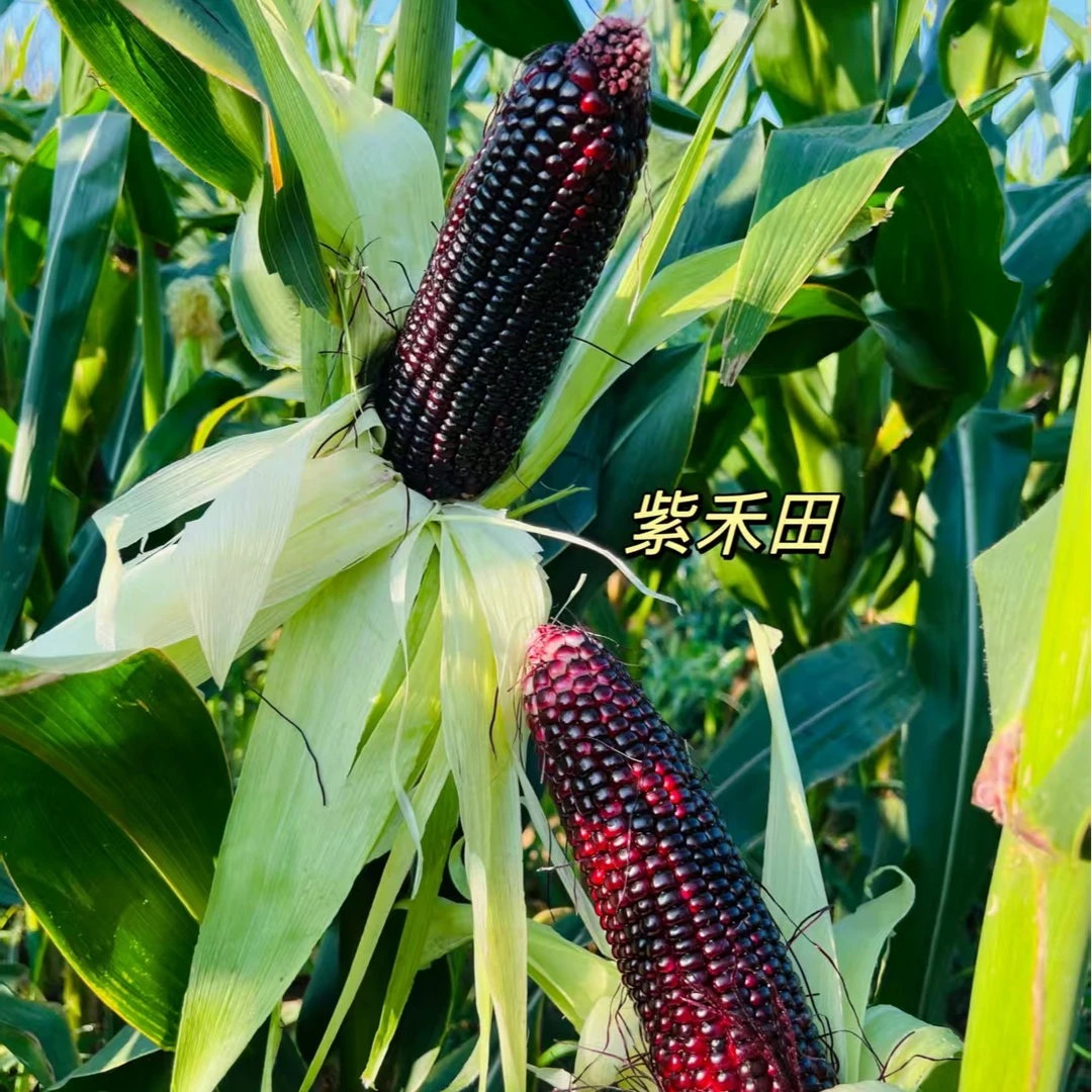 原生态黑糯玉米带壳紫色粘糯玉米甜糯玉米甜糯嫩玉米(软糯香甜)