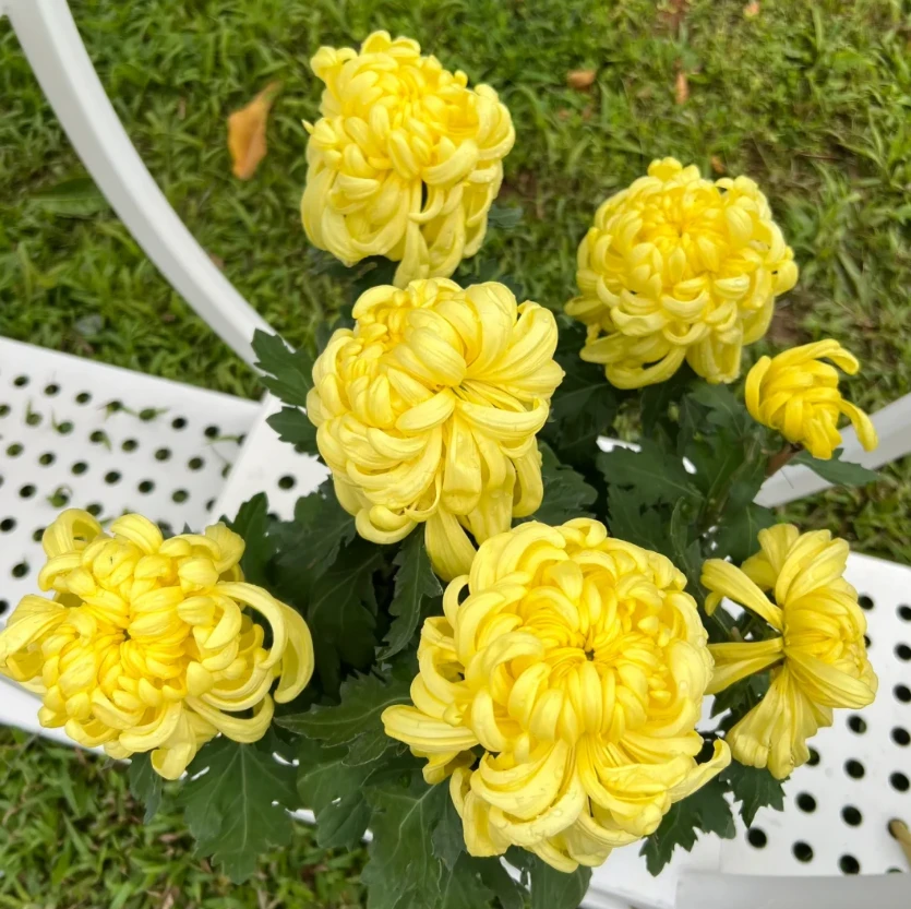 【金丝菊】麦浪盆栽带花苞发货四季耐寒好养室内外阳台花卉绿植