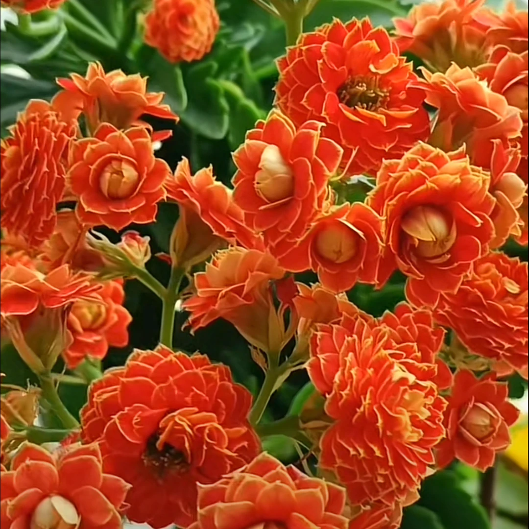 【金狐狸】)精品重瓣带花苞阳台室内花卉