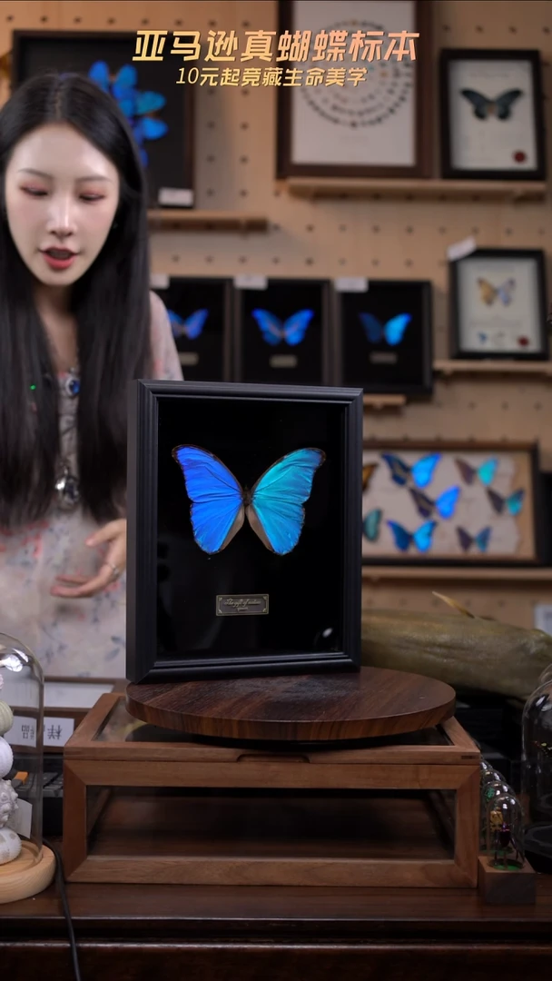 爱***g蝴蝶标本摆件一口价a41