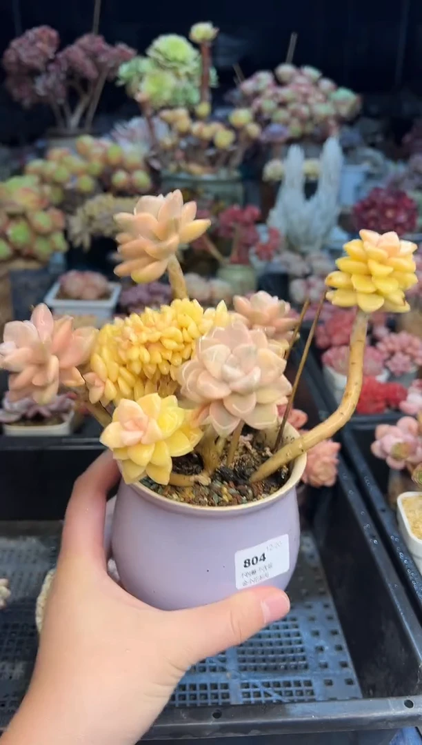 【闪购商品】804不带盆